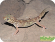 Teratoscincus bedriagai