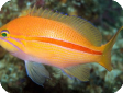 Pseudanthias fasciatus 