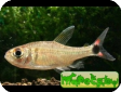 Hemigrammus guyanensis  