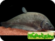 Notopterus notopterus