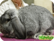 Немецкий вислоухий баран (German lop-eared sheep)