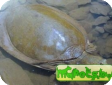 Cyclanorbis senegalensis