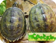 Hardella thrurjii