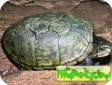 Kinosternon chimalhuaca