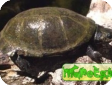 Pelusios bechuanicus (Складная черепаха Окаванго, Иловая африканская)