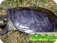 Aspideretes hurum, Trionyx hurum