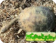 Chelodina pritchardi 