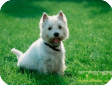 Вест хайленд уайт терьер (West Highland White Terrier)