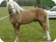 Белорусская упряжная (Belorussian harness)