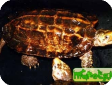 Geoemyda yuwonoi