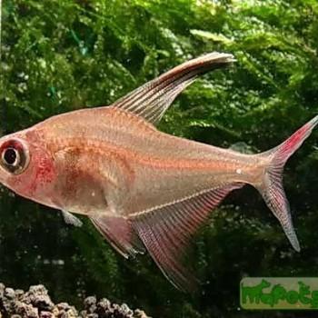 Hyphessobrycon robertsi