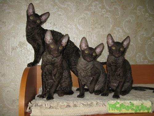 Корниш рекс