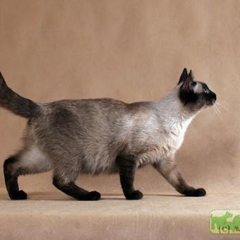 Тайская кошка
