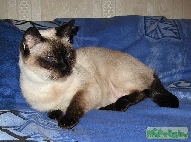 Сиамская кошка