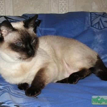 Сиамская кошка