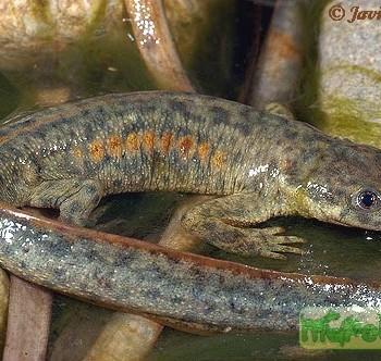 Pleurodeles waltli