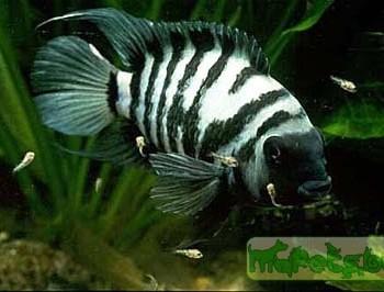 Cichlasoma nigrofasciatum