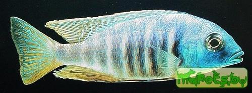 Haplochromis electra