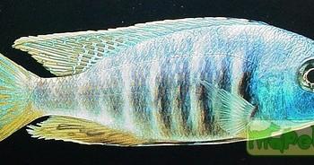 Haplochromis electra