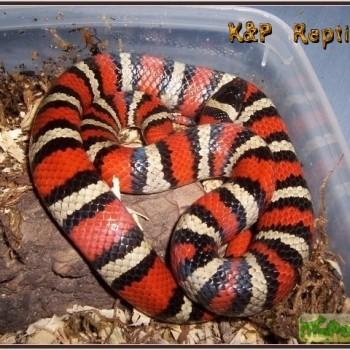 Lampropeltis ruthveni