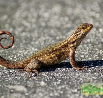 Leiocephalus carinatus