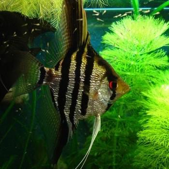 Pterophyllum scalare