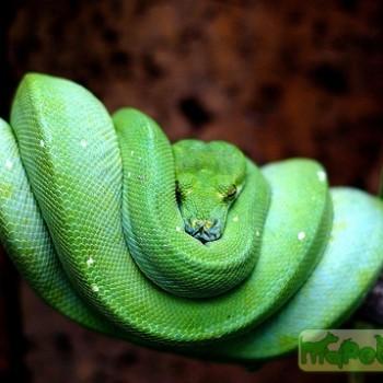 Chondropython viridis