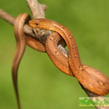 Psammodynastes pulverulentus