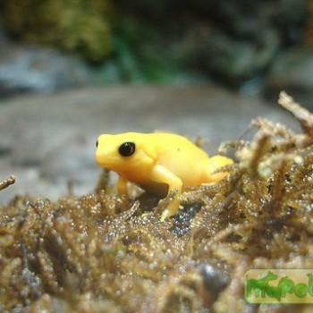 Mantella aurantiaca