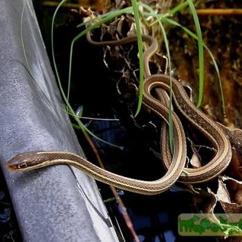 Thamnophis sauritus