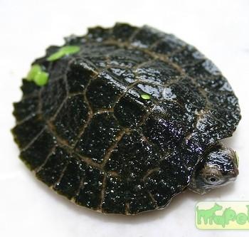 Cyclemys dentata