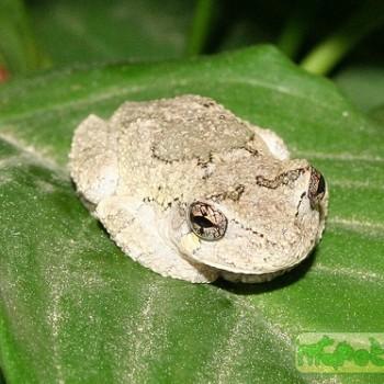 Hyla versicolor