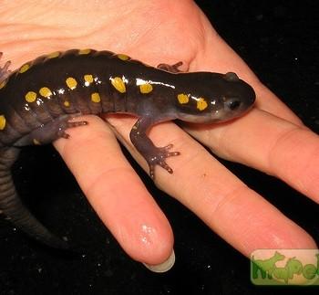 Ambystoma maculatum