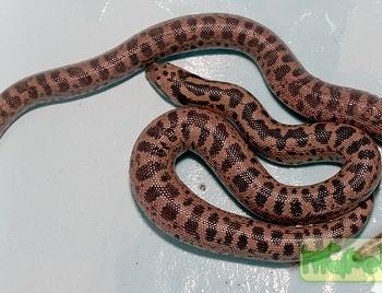 Eryx tataricus