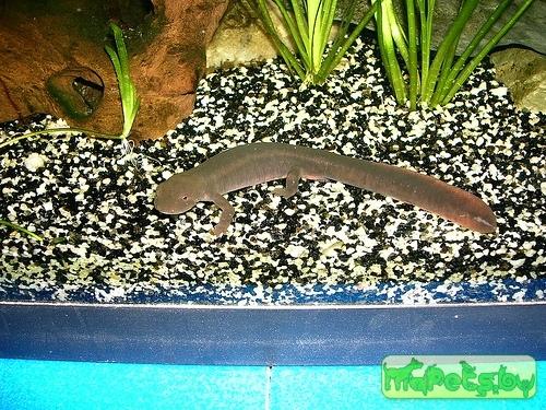 Pachytriton labiatus