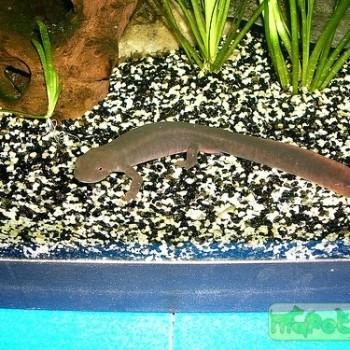 Pachytriton labiatus