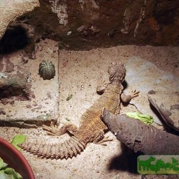 Uromastyx dispar