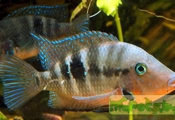 Cichlasoma meeki