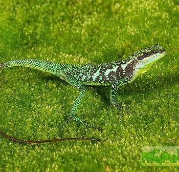 Japalura cf. chapaensis