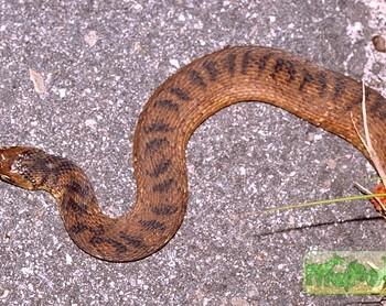 Nerodia fasciata