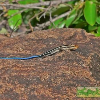 Mabuya quinquetaeniata