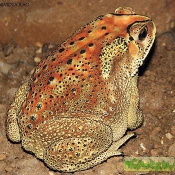 Bufo melanostictus
