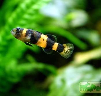 Brachygobius xanthozona