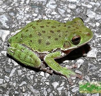 Hyla gratiosa