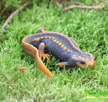 Tylototriton verrucosus