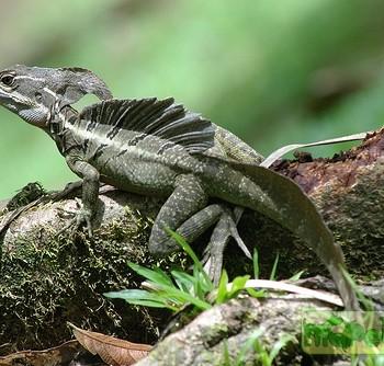 Basiliscus vittatus
