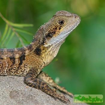 Physignathus lesueurii