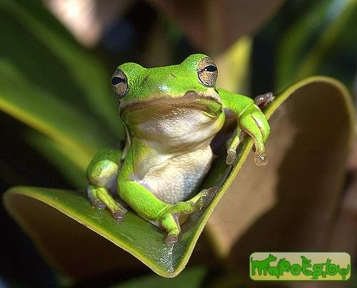 Hyla cinerea