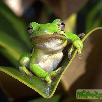 Hyla cinerea