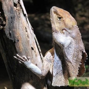 Chlamydosaurus kingii